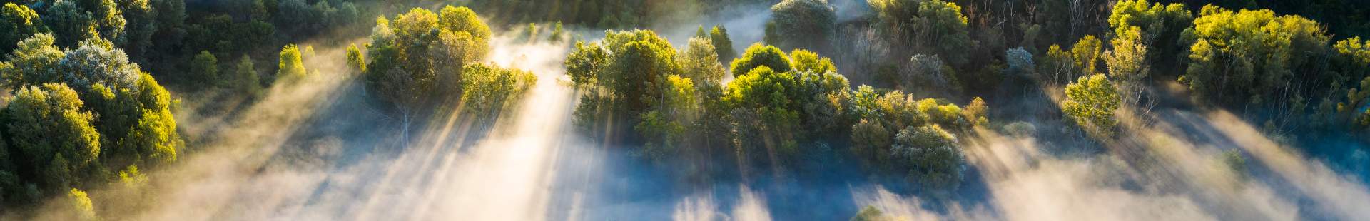 Ein im Nebel liegendes Tal mit Bäumen im Sonnenschein.