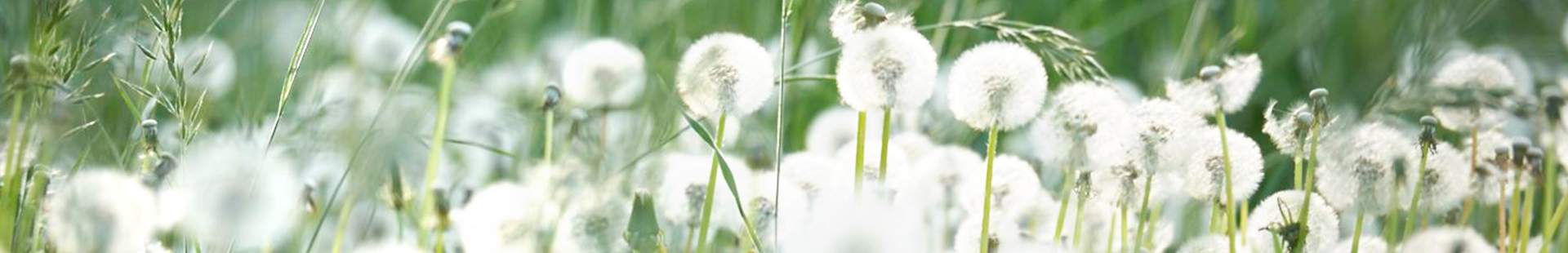 Eine Wiese mit Löwenzahnblüten im Sonnenschein.