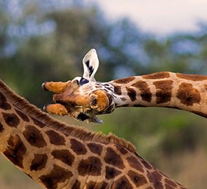 Eine Giraffe, die ihren Kopf neigt.