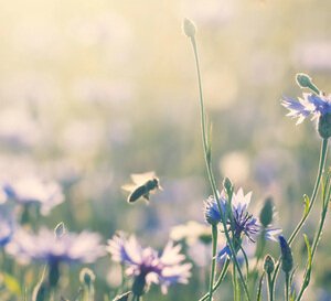 VRK Sponsorings – Blühende Strohblumen mit Bienen.