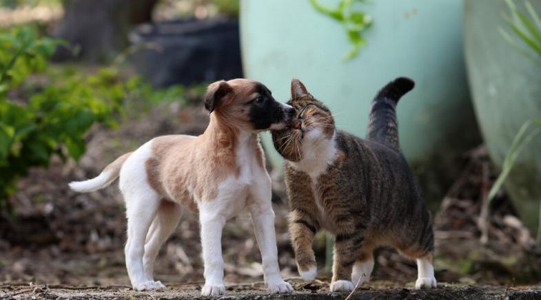 VRK Tierkrankenversicherung – Ein Hund und eine Katze im Garten.