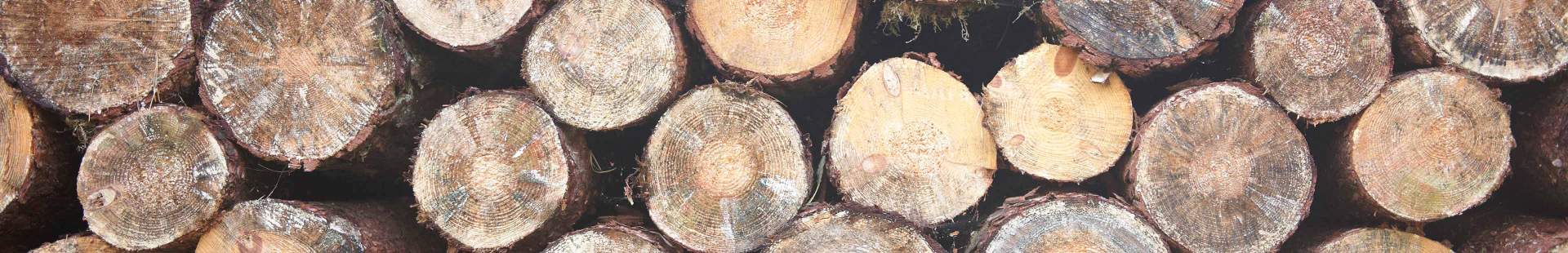 VRK Daten und Fakten – Ein Stapel gefällter Baumstämme aufgeschichtet im Wald.