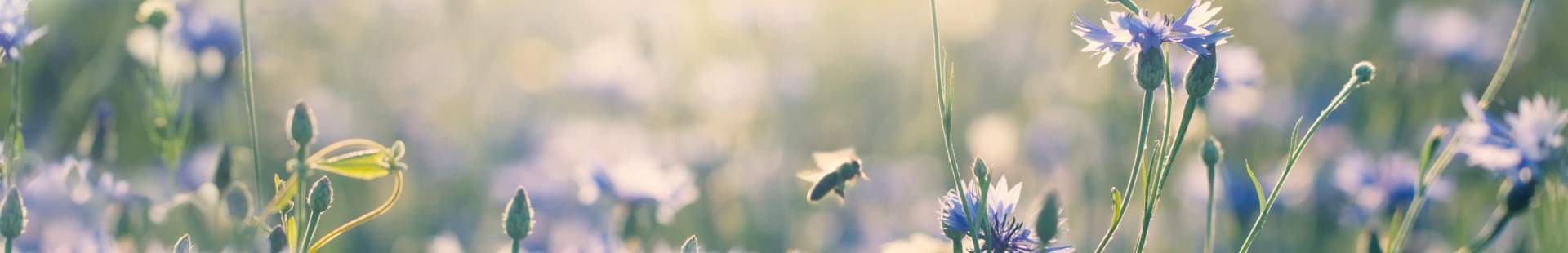 VRK Sponsorings – Blühende Strohblumen mit Bienen.