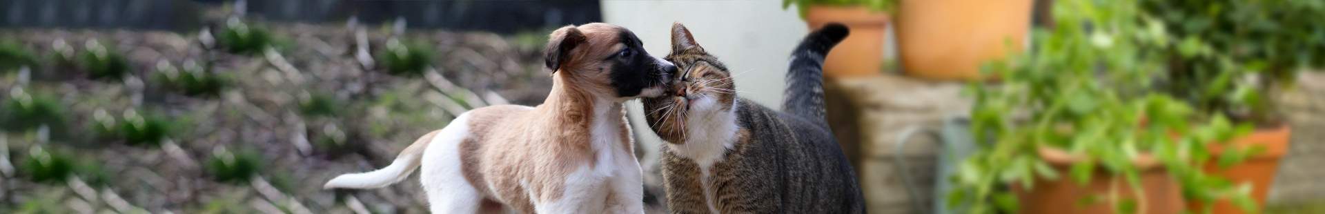 VRK Tierkrankenversicherung – Ein Hund und eine Katze im Garten.