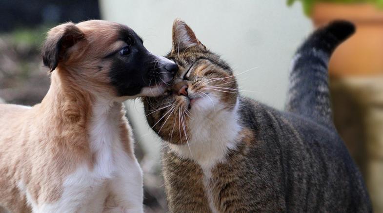 VRK Tierkrankenversicherung – Ein Hund und eine Katze im Garten.